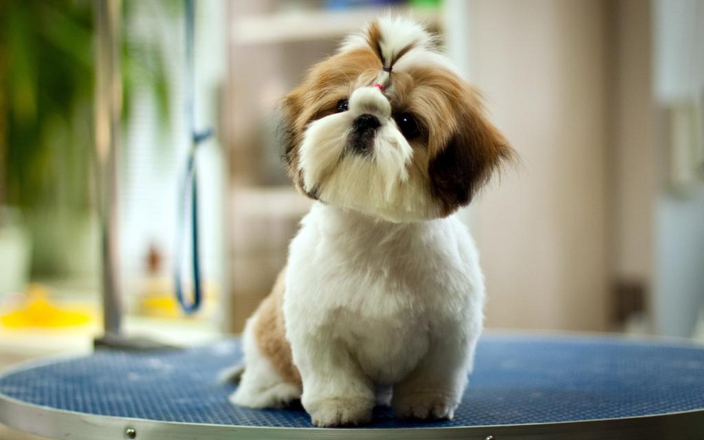 西施狗是起源于中国西藏的古老狗种