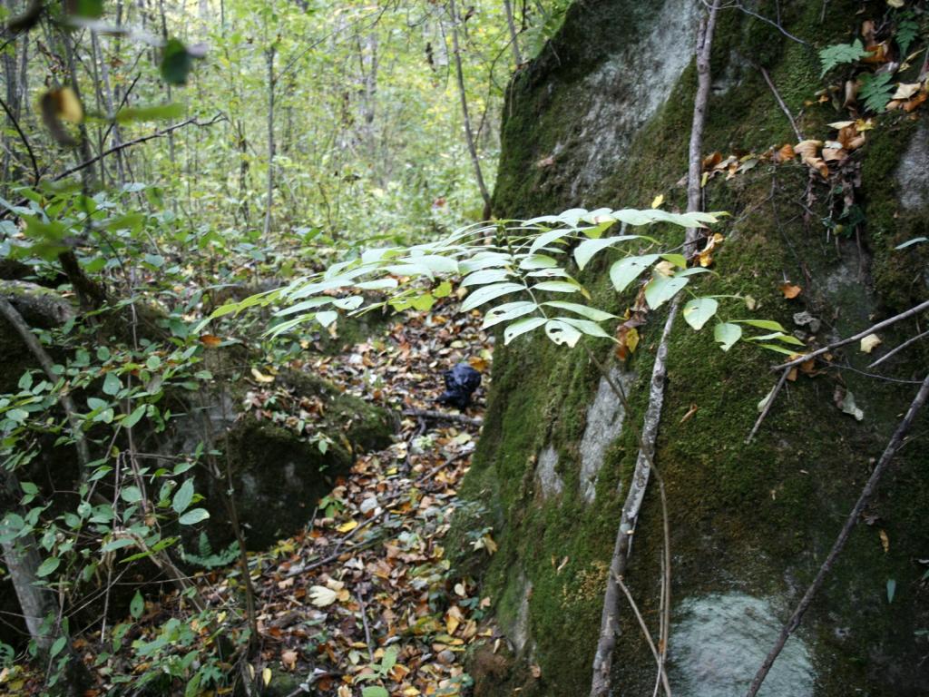 森林中的华南虎