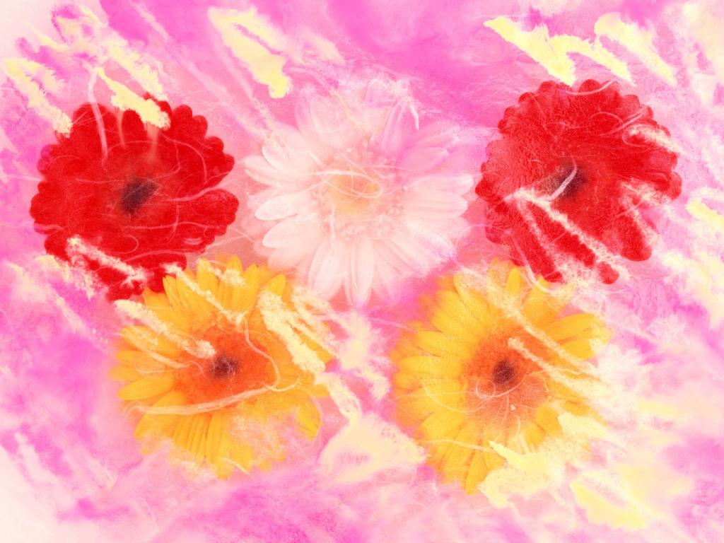 五颜六色鲜菊花