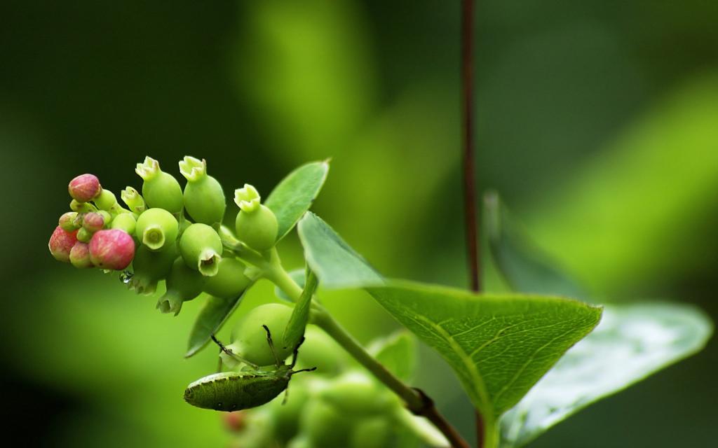 微距高清朦胧花儿