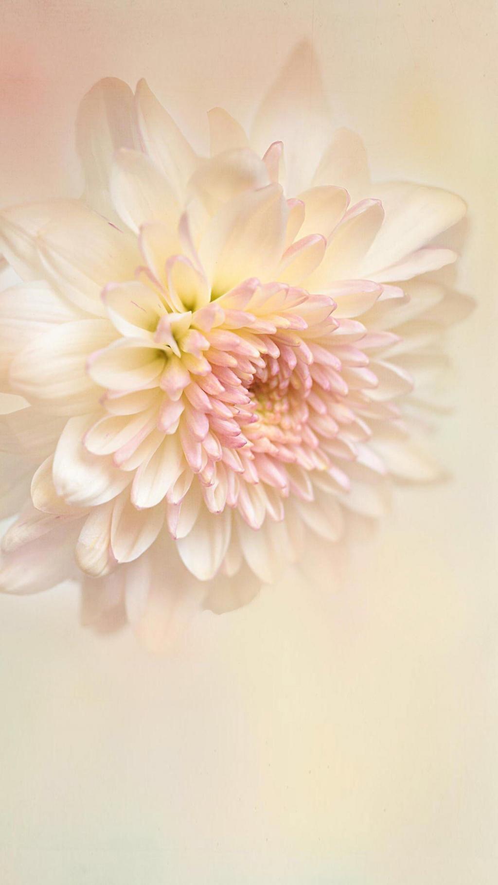 清新唯美粉色花卉