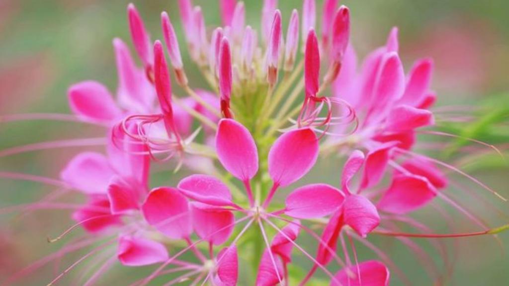 柔美醉蝶花壁纸，喜新厌旧是人的天性，让你常年累月的看着同一款桌面壁纸，难免会产生视觉疲劳，这时换一款新的壁纸是不是你迫切的需要呢？