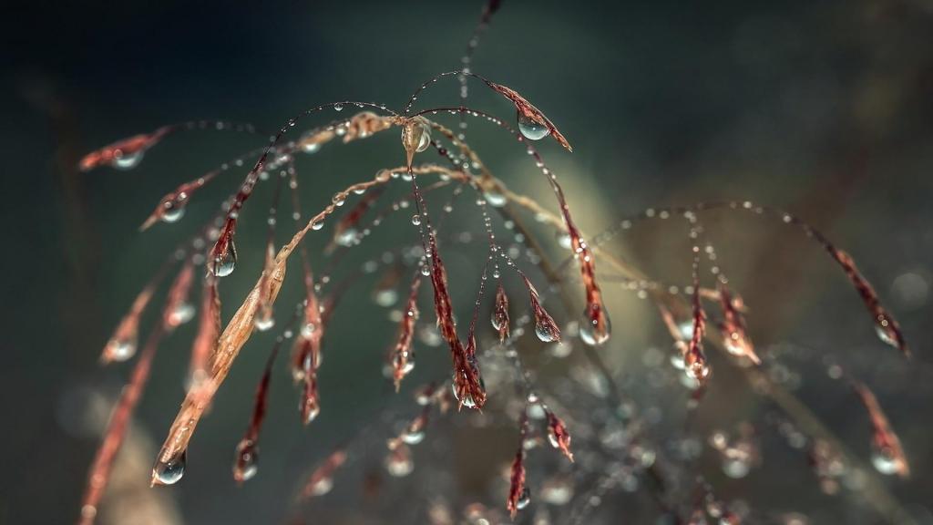 清新唯美植物上的清澈露珠