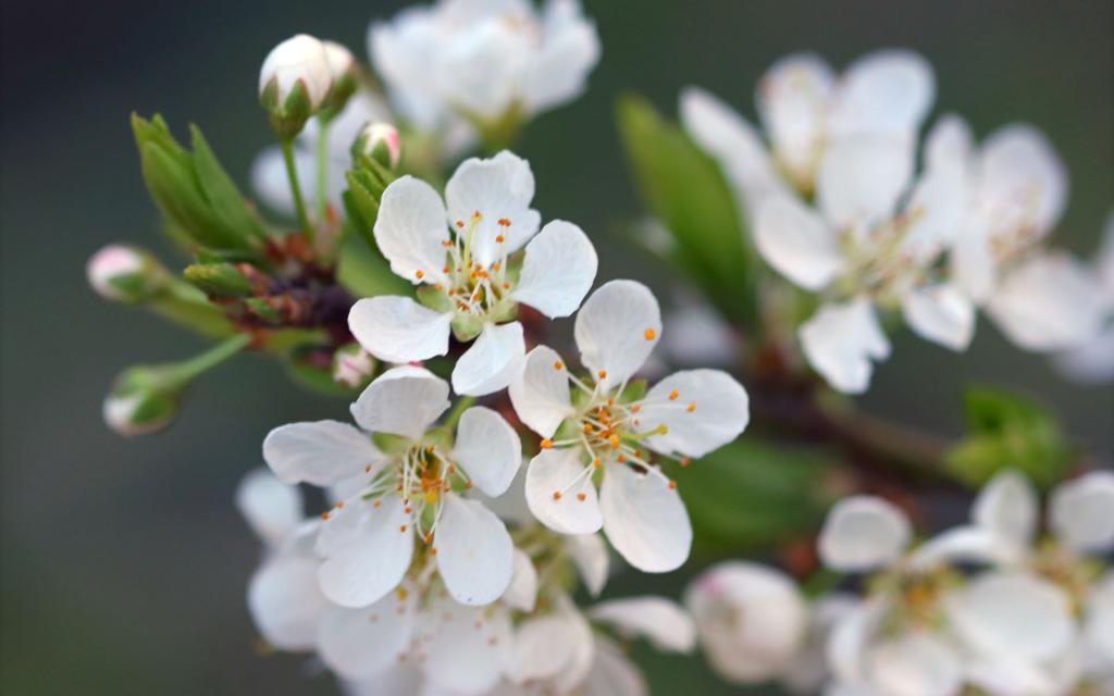 清新唯美的白梅花