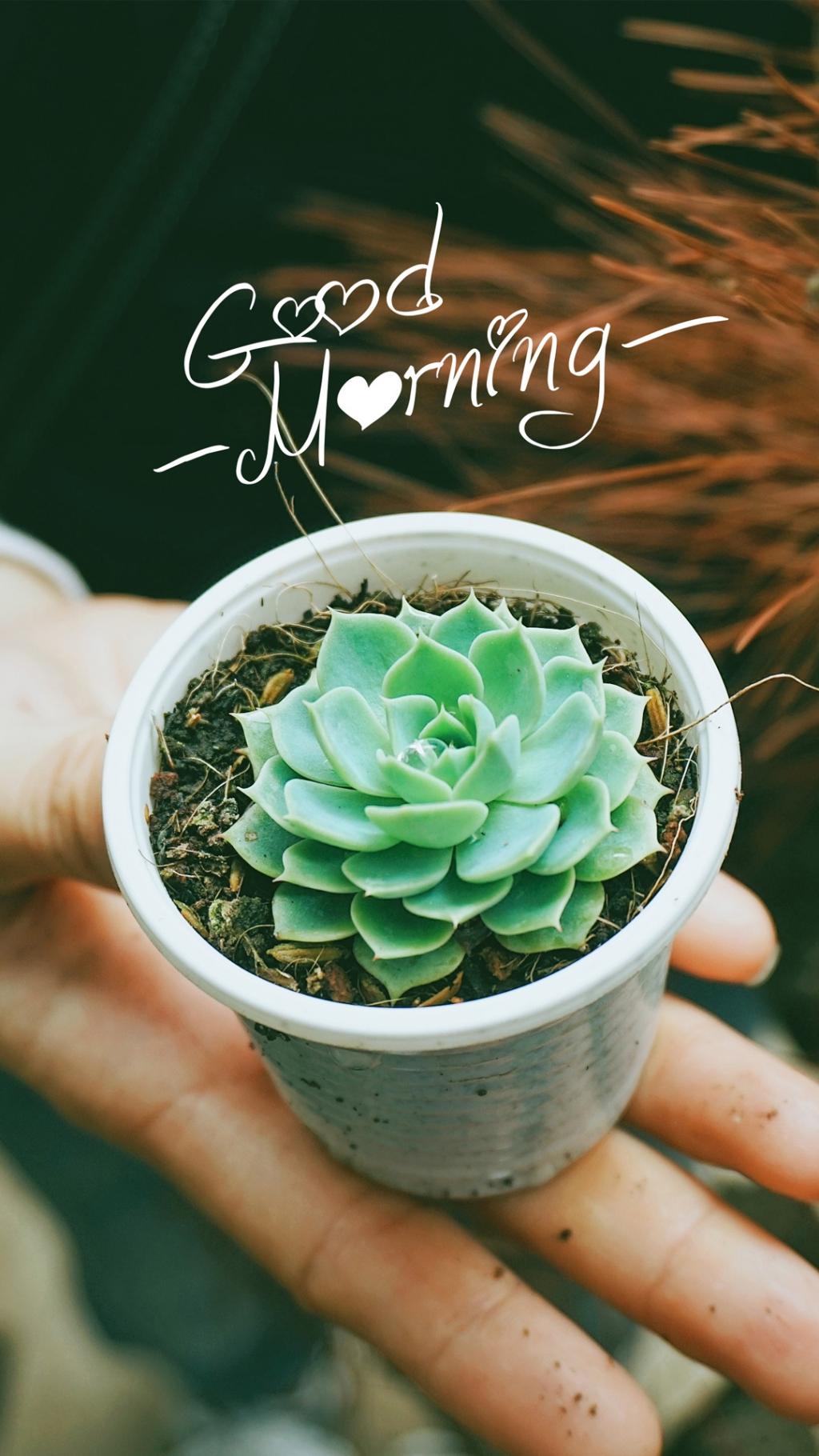 小清新唯美早安问候