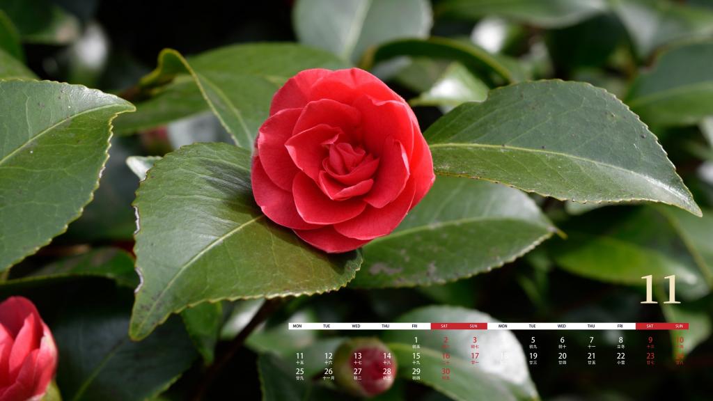 2019年11月山茶花花语日历