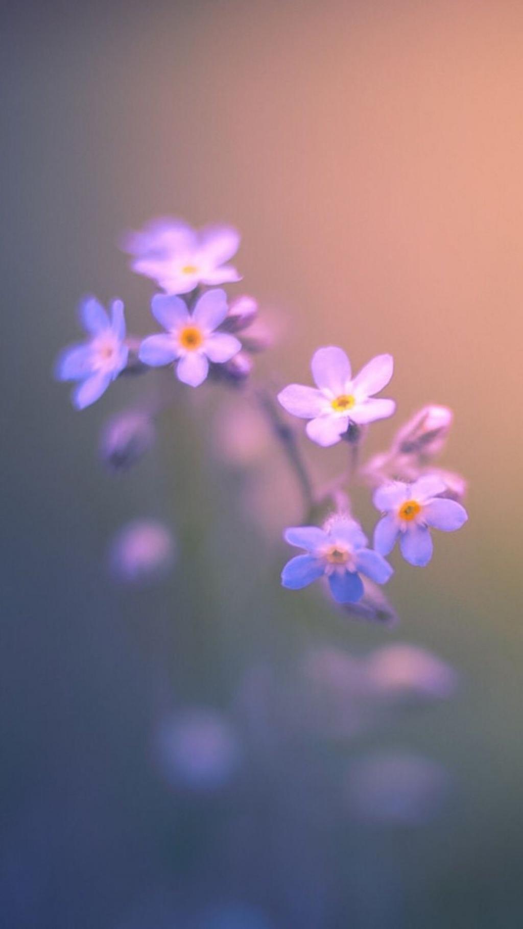唯美花朵植物摄影