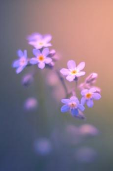 唯美花朵植物摄影-6