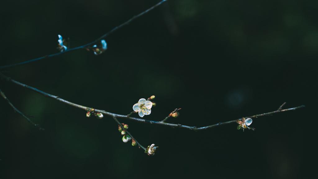 唯美香雪梅花摄影