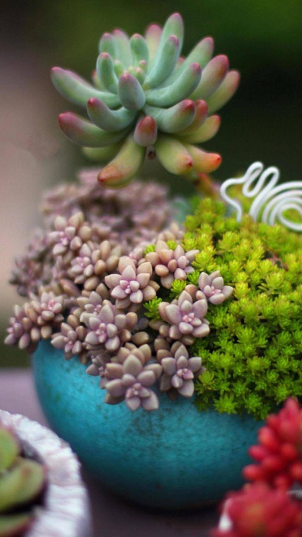 好看的多肉植物图片