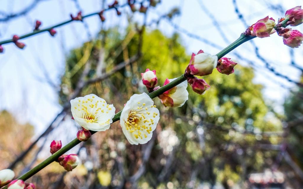 梅花小清新唯美写真