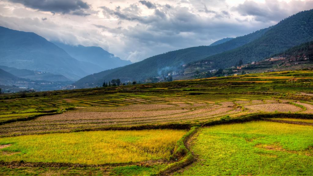 层层叠叠的绿色梯田