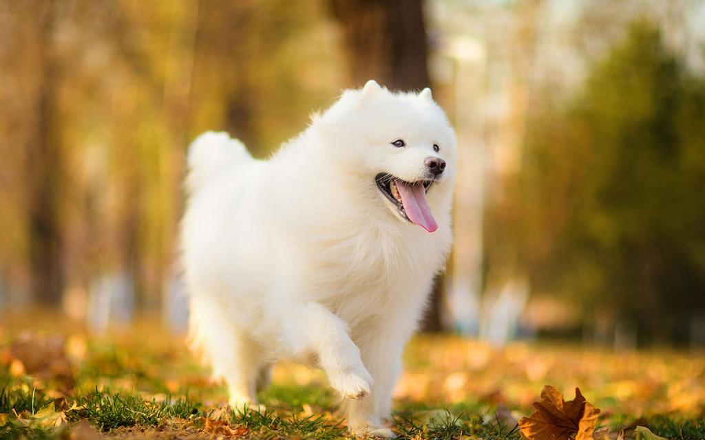 超可爱萌宠萨摩耶犬