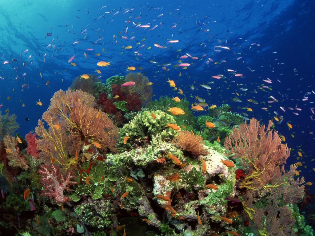 五彩斑斓的海底世界