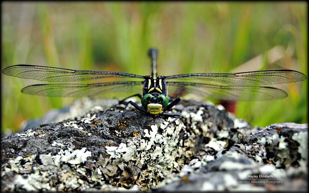 秘密花园微软Win7主题