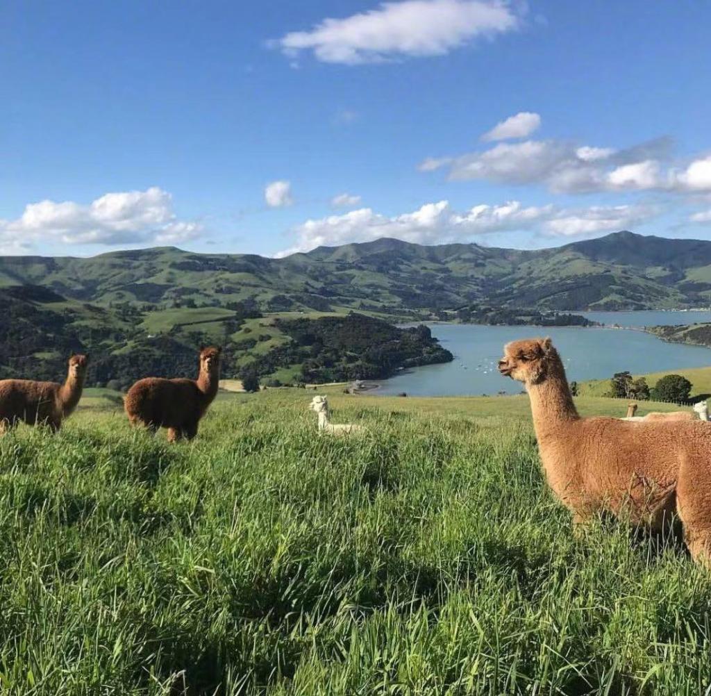 新西兰莎码拉羊驼牧场