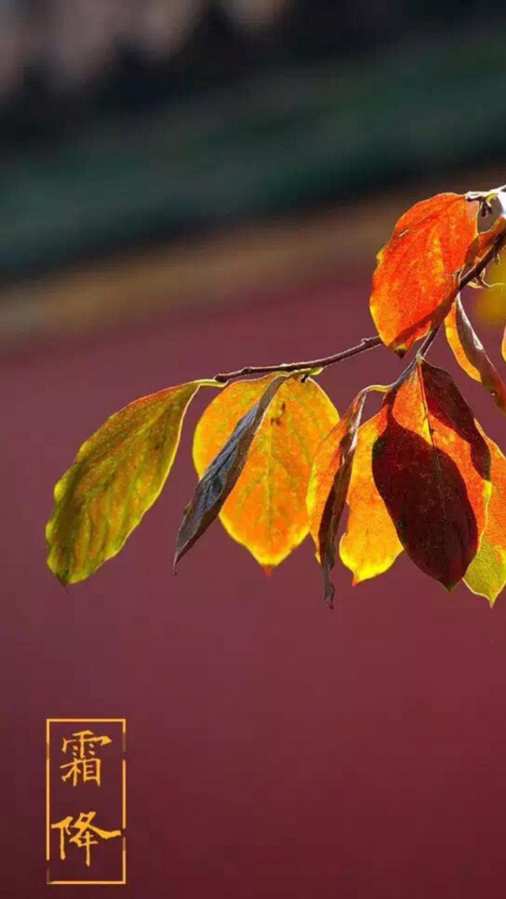 中国传统节气之霜降
