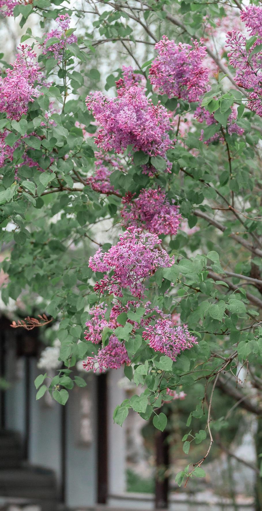 2020京城繁花,忆江南丁香花