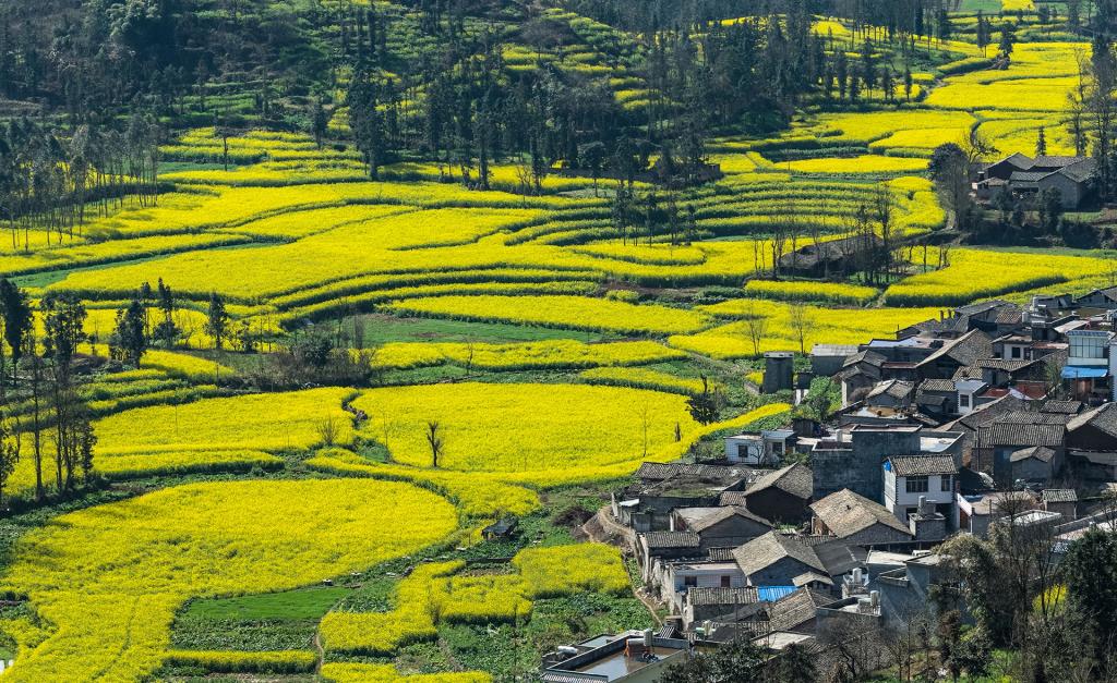 罗平万亩油菜花
