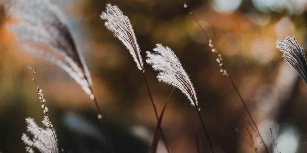 草本植物荻微距摄影