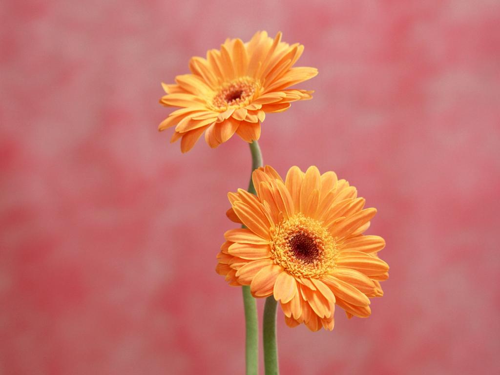 五颜六色鲜菊花