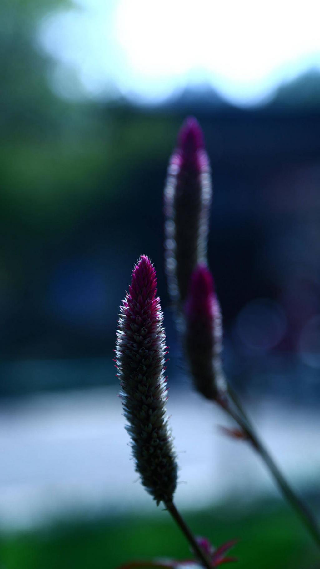 唯美狗尾巴特写