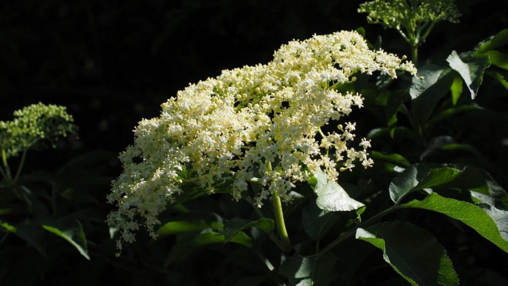 清新迷人接骨木花微距摄影