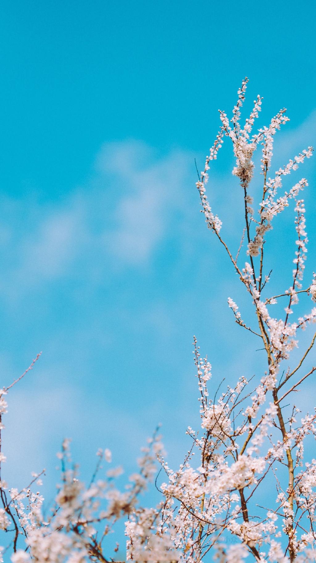 一支樱花出墙来