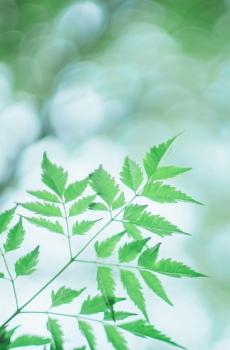 夏日小清新静物风景-6