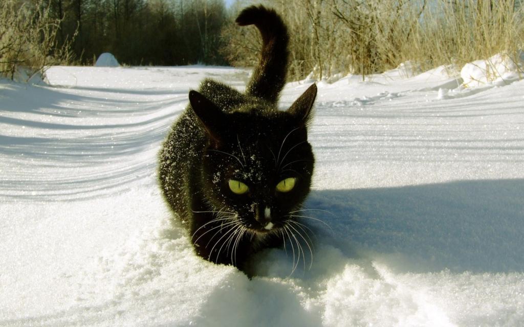 雪地里玩耍的猫咪