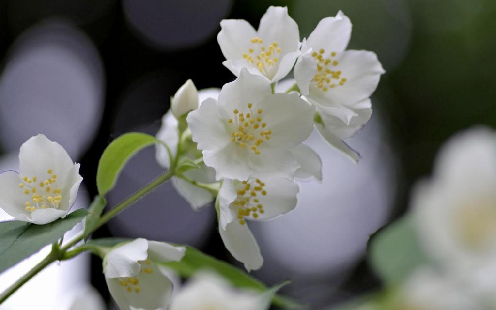 唯美清新洁白的茉莉花