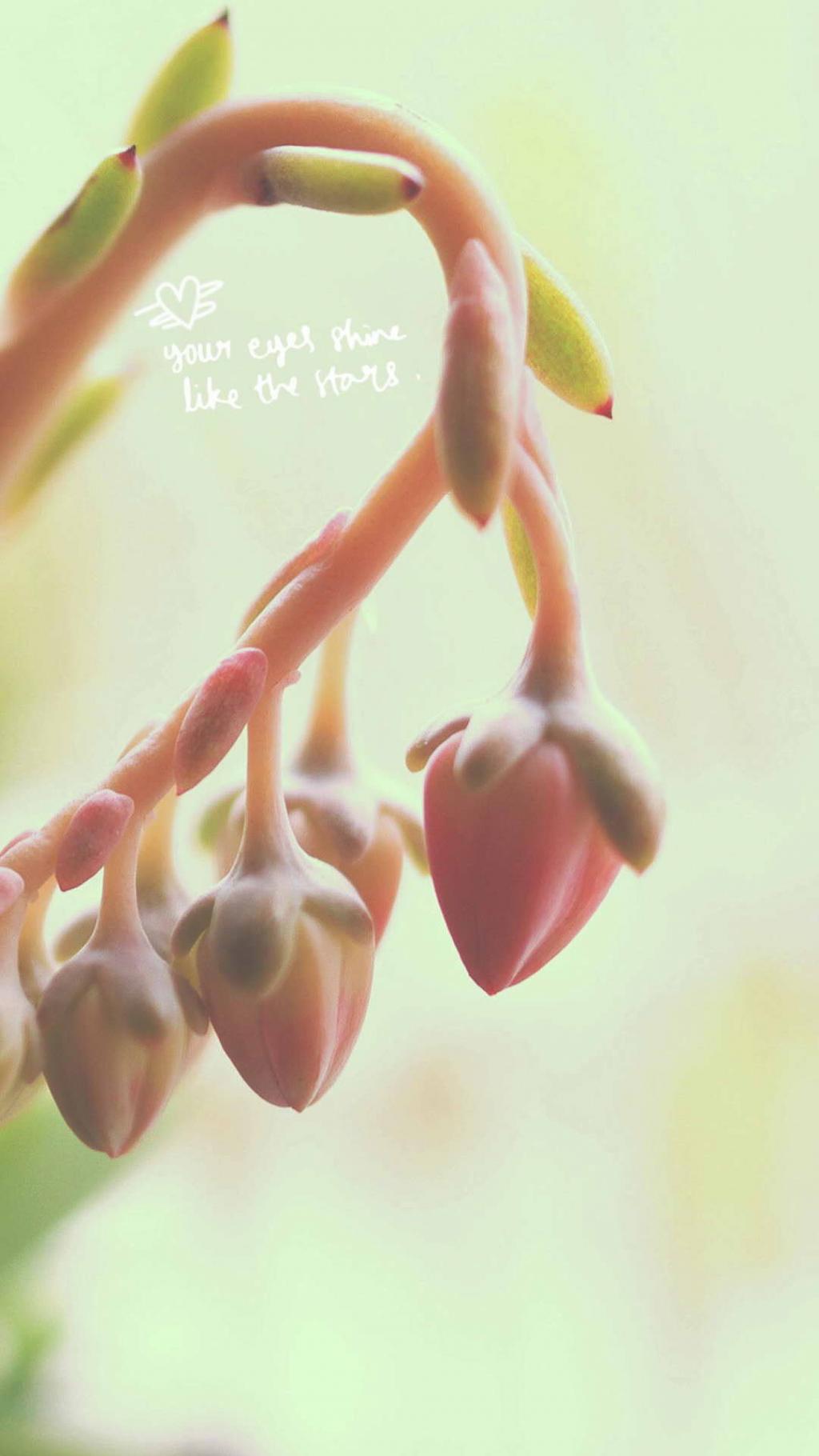 小清新唯美多肉植物