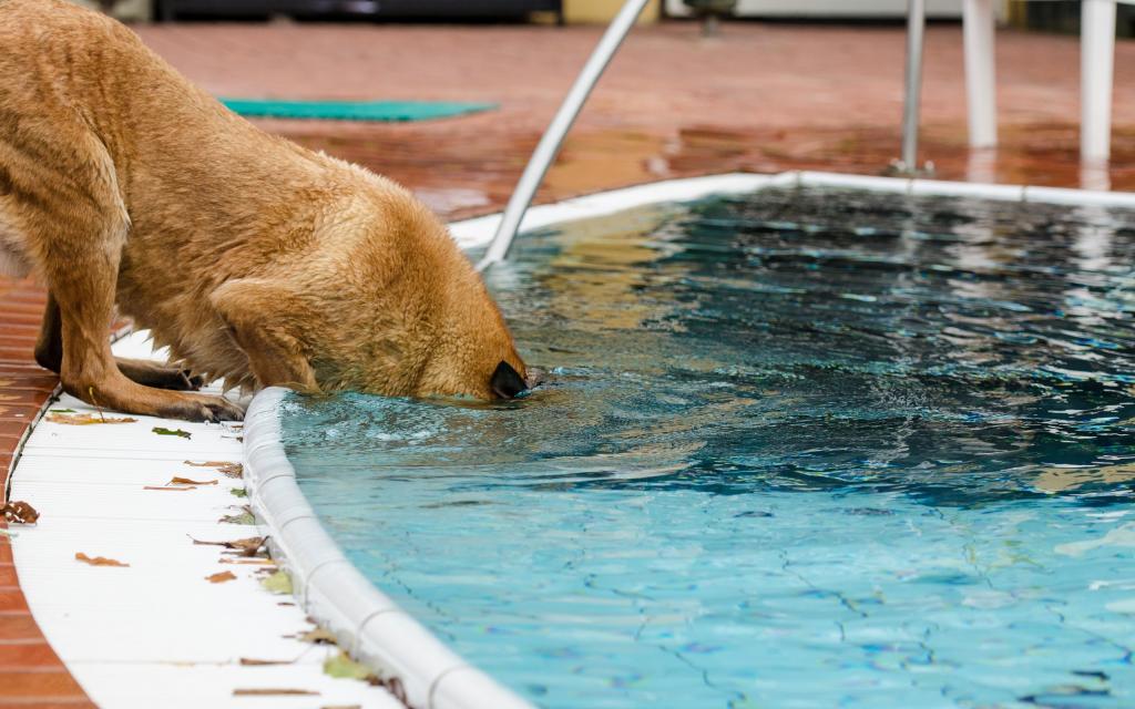 比利时玛利诺犬