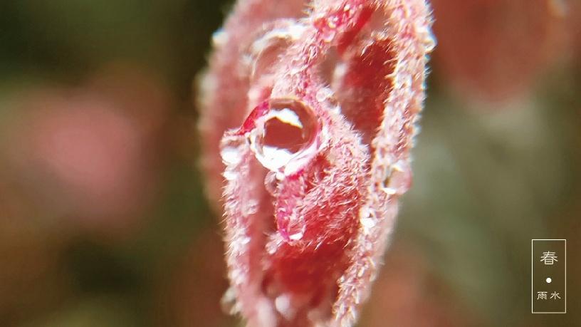 传统二十四节气雨水