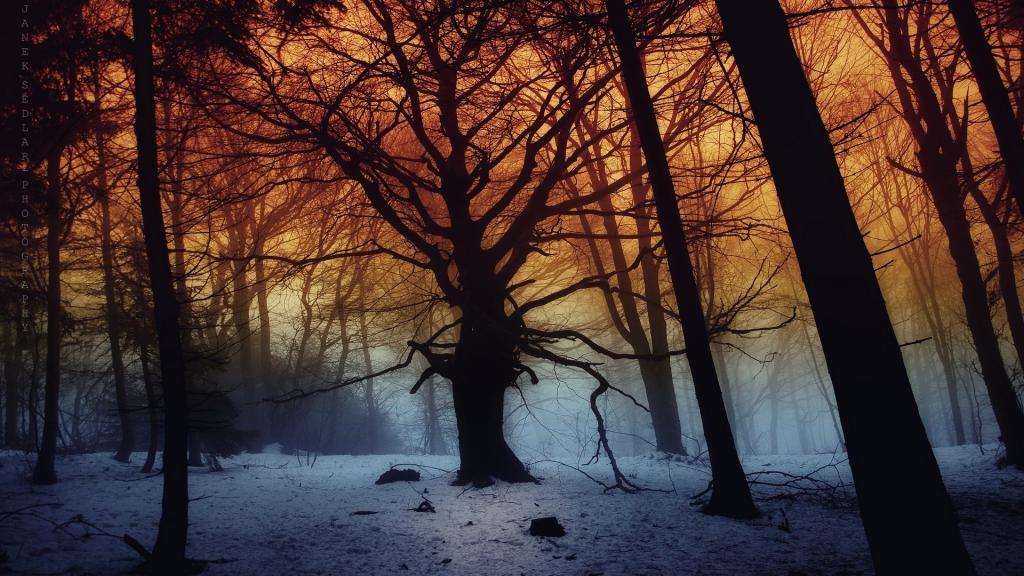 枯黄的秋季风景