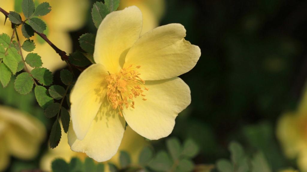 蔷薇科黄色刺玫花