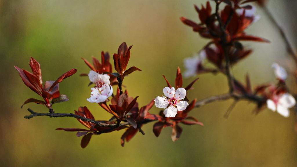 紫叶李(红叶李)