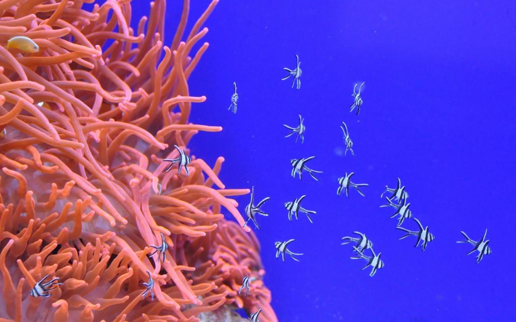 美丽的海底珊瑚