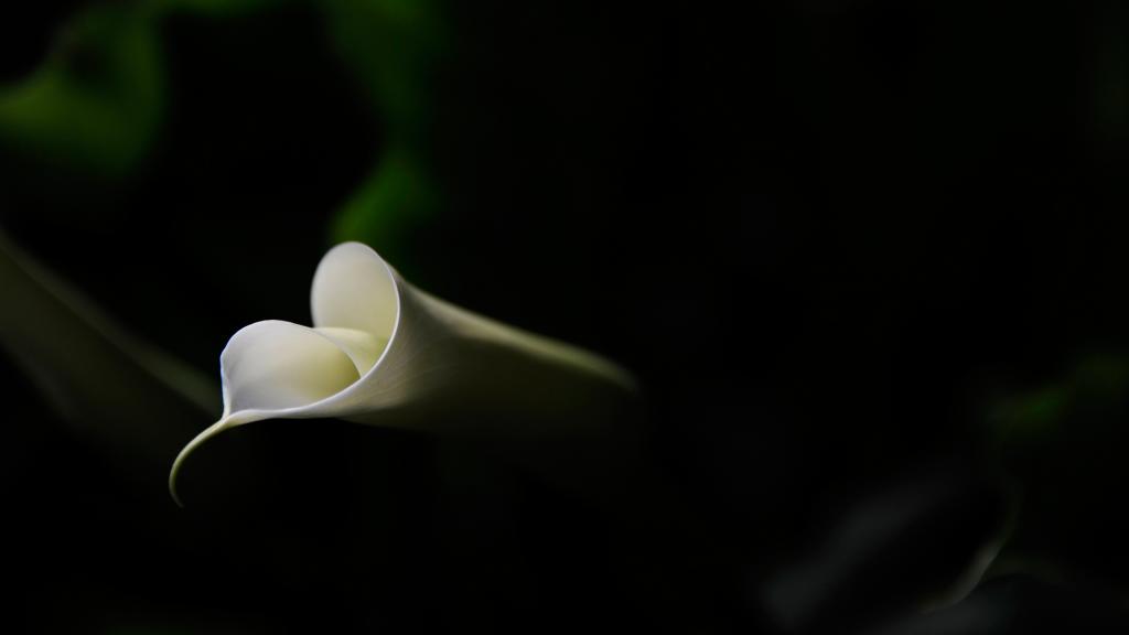 优雅的马蹄莲花