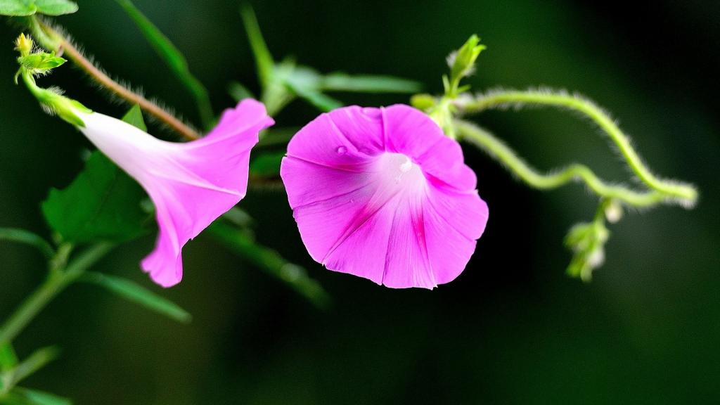 娇巧迷人的牵牛花