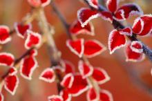 霜花形成的原因