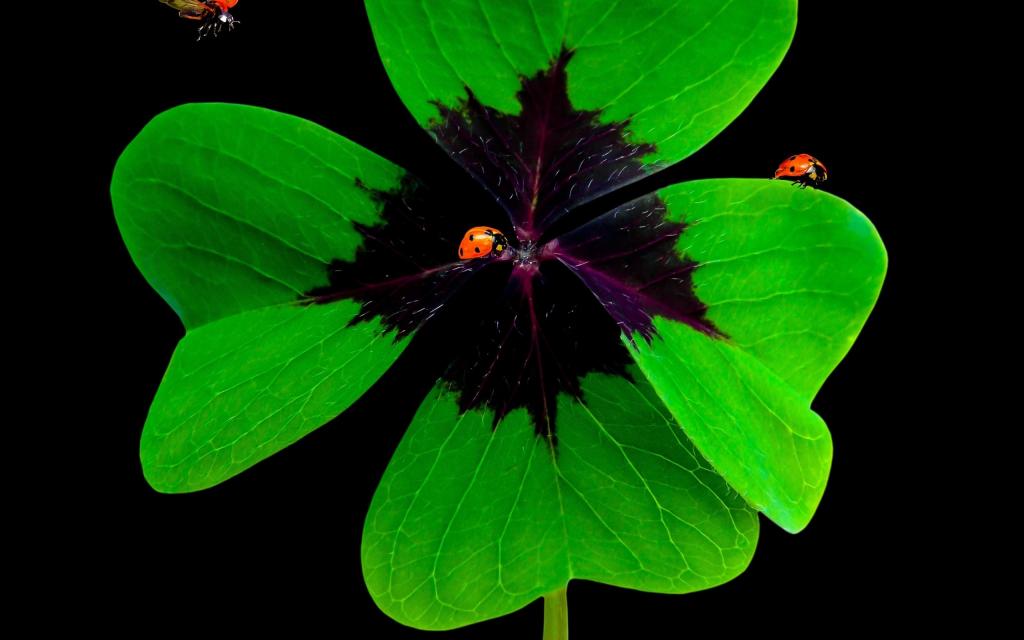 送给我的幸运草