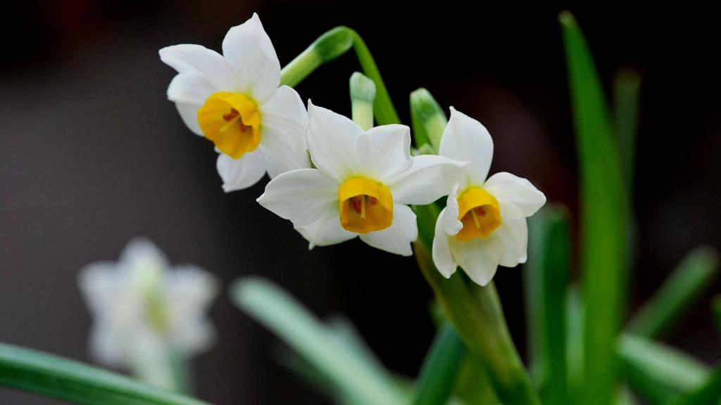 唯美的水仙花