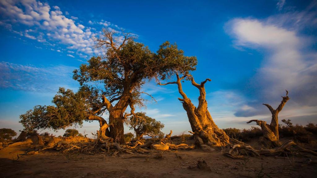 胡杨是一道独特的风景