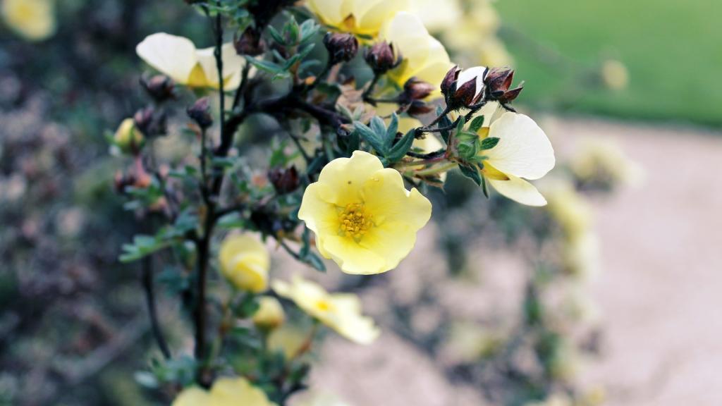 各色各样的娇花