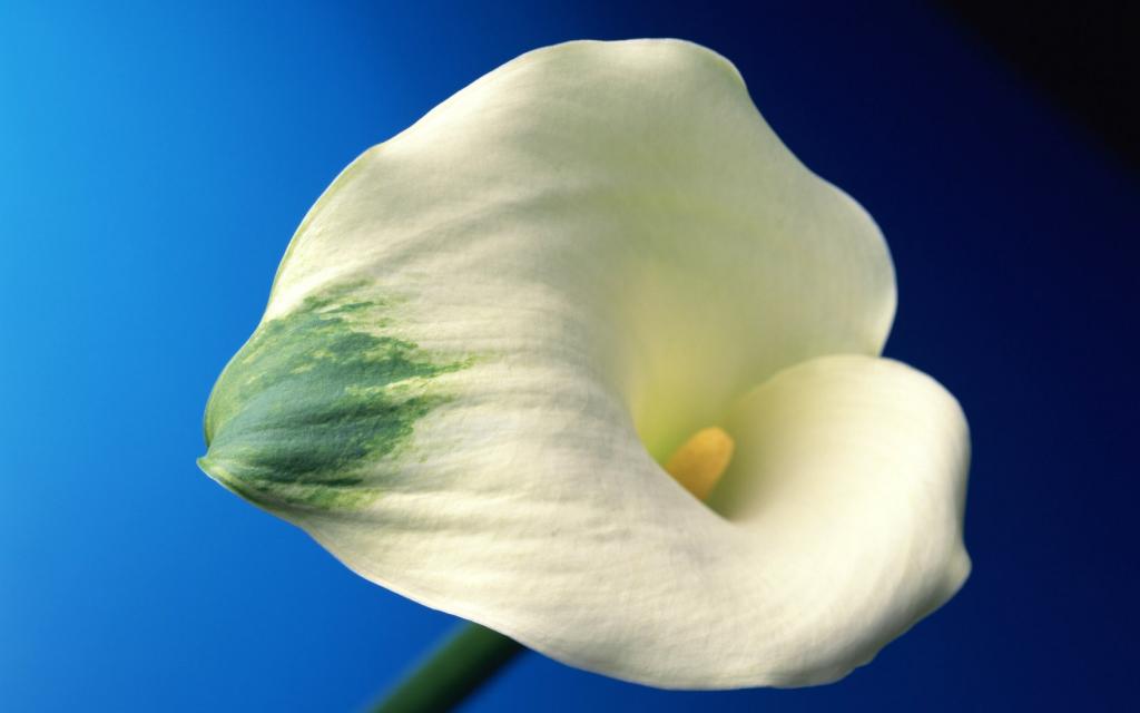 五彩缤纷的鲜花