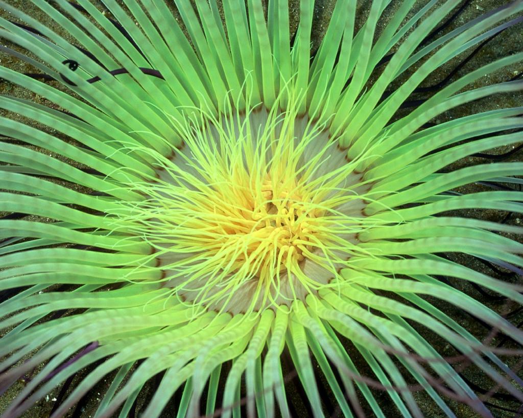 美丽的珊瑚海葵