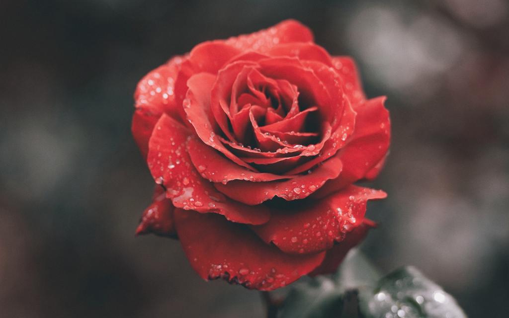 浪漫七夕情人节玫瑰系列