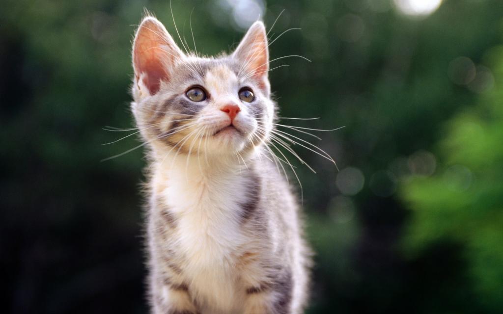 草原猫咪写真