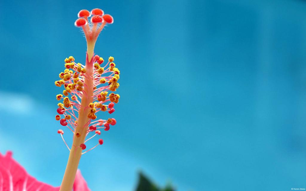 微距高清朦胧花儿